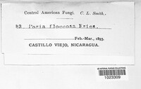 Fuscoporia contigua image